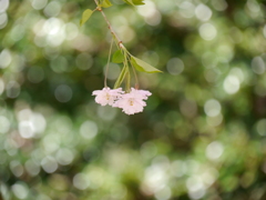 鹽竈神社の枝垂桜