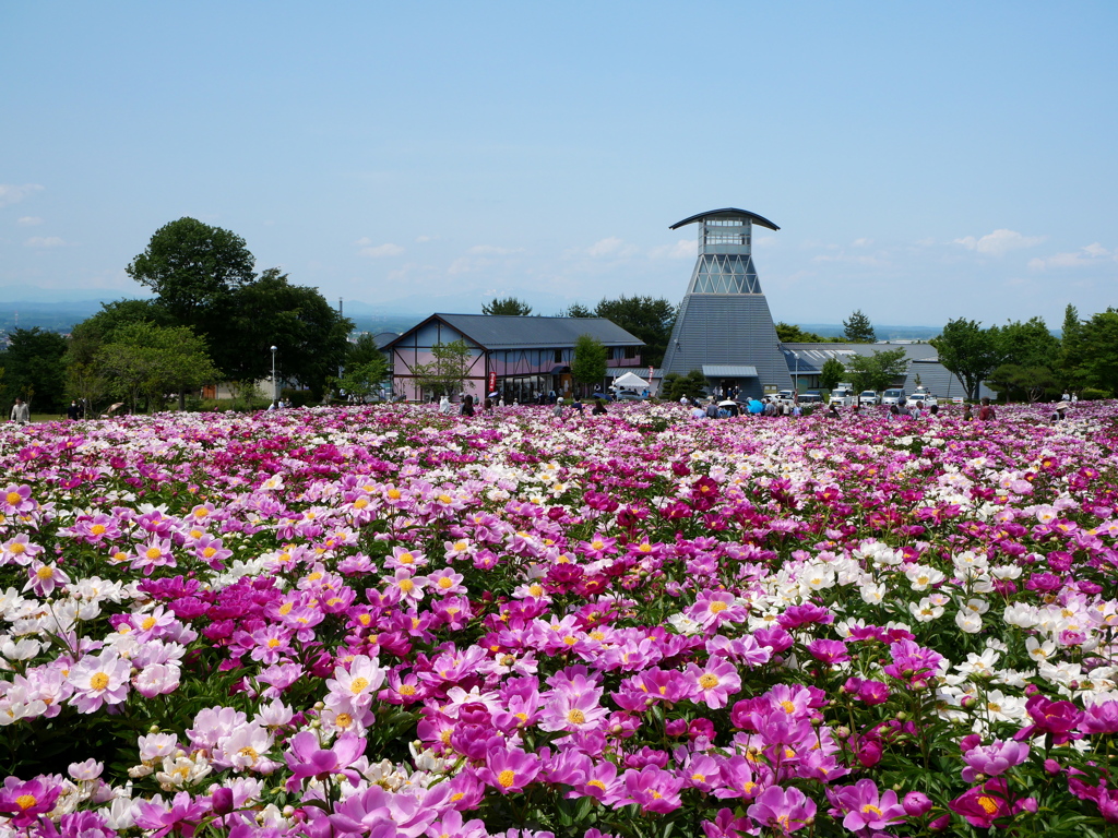 愛宕山公園のシャクヤク