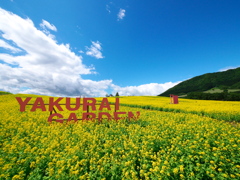 やくらいガーデンの菜の花畑2021Ⅲ