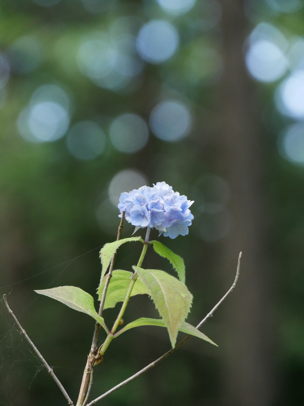 みちのくあじさい園の紫陽花2022Ⅴ