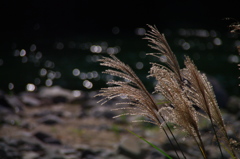 河原のススキⅡ