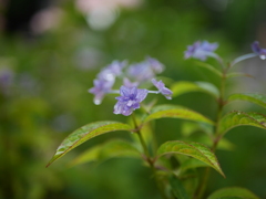 資福寺の紫陽花2023Ⅸ