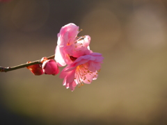 河原の紅梅Ⅶ