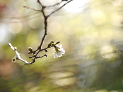 鹽竈神社の子福桜