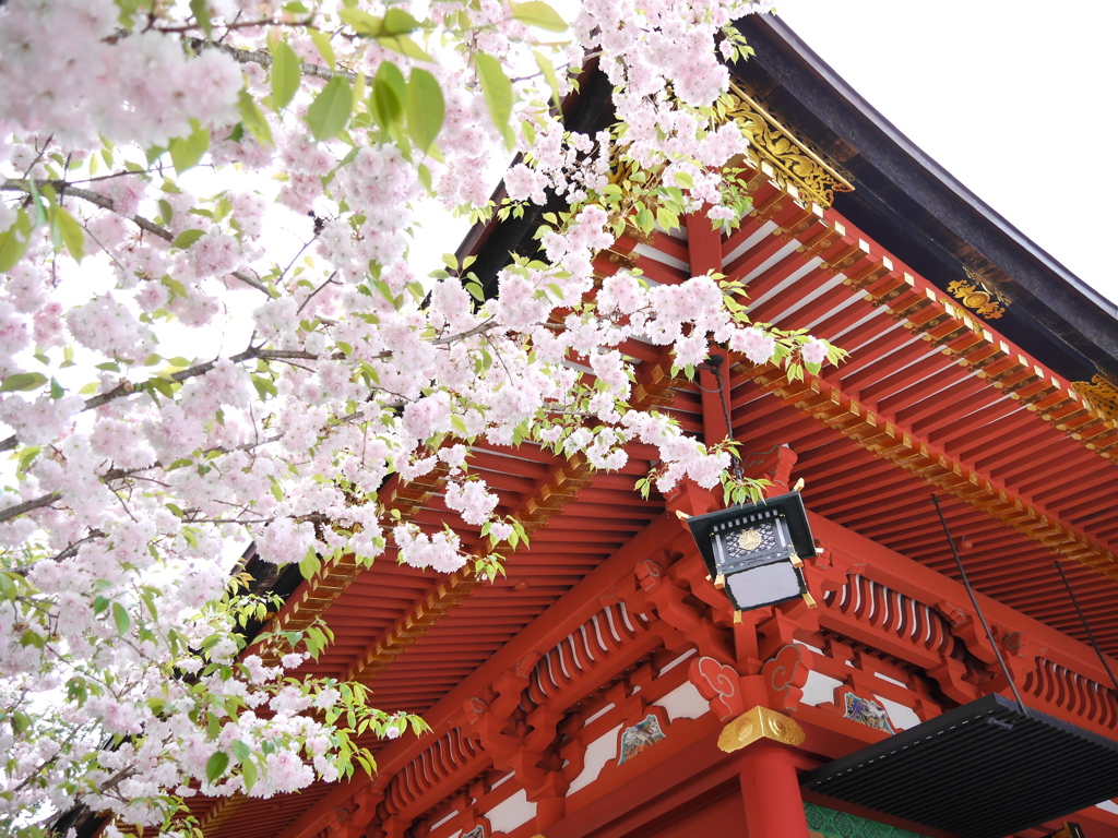 鹽竈神社の鹽竈桜2020Ⅲ