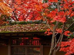 西方寺秋景2018Ⅱ