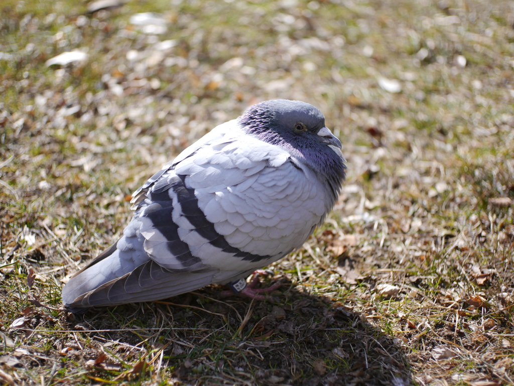 公園の鳩