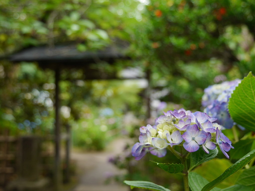 資福寺の紫陽花2020Ⅵ