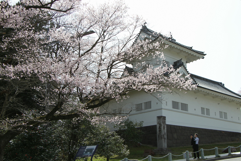 仙台城址の桜2021