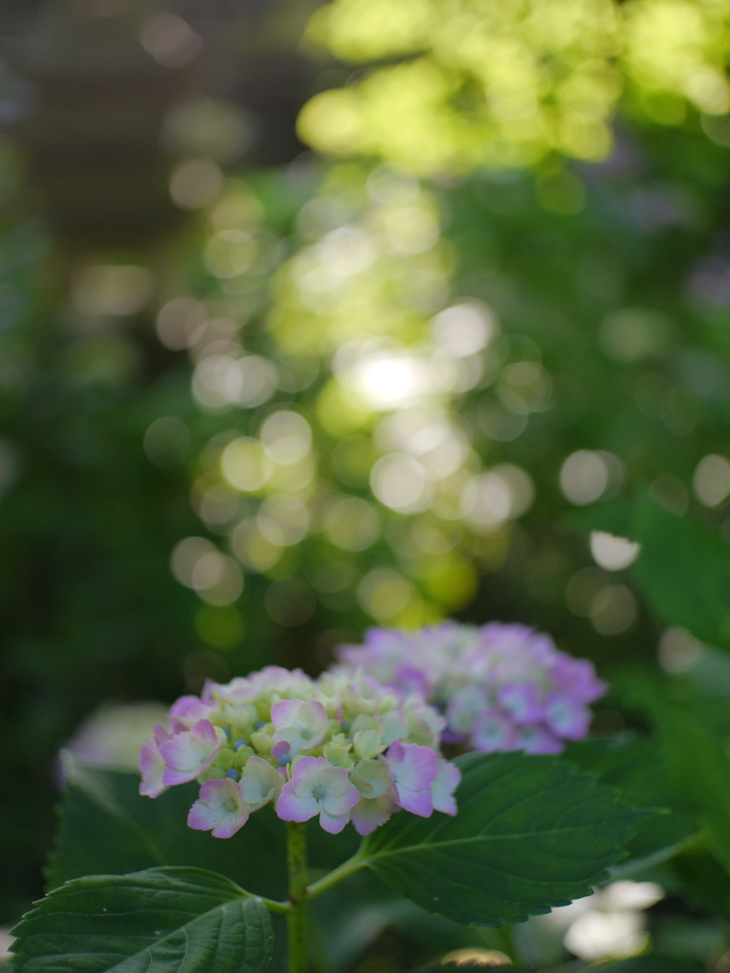 資福寺の紫陽花2022Ⅻ