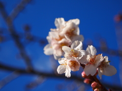 鹽竈神社の四季桜Ⅲ