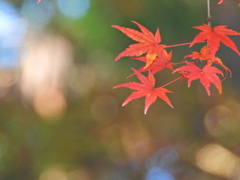 鹽竈神社のモミジ2025