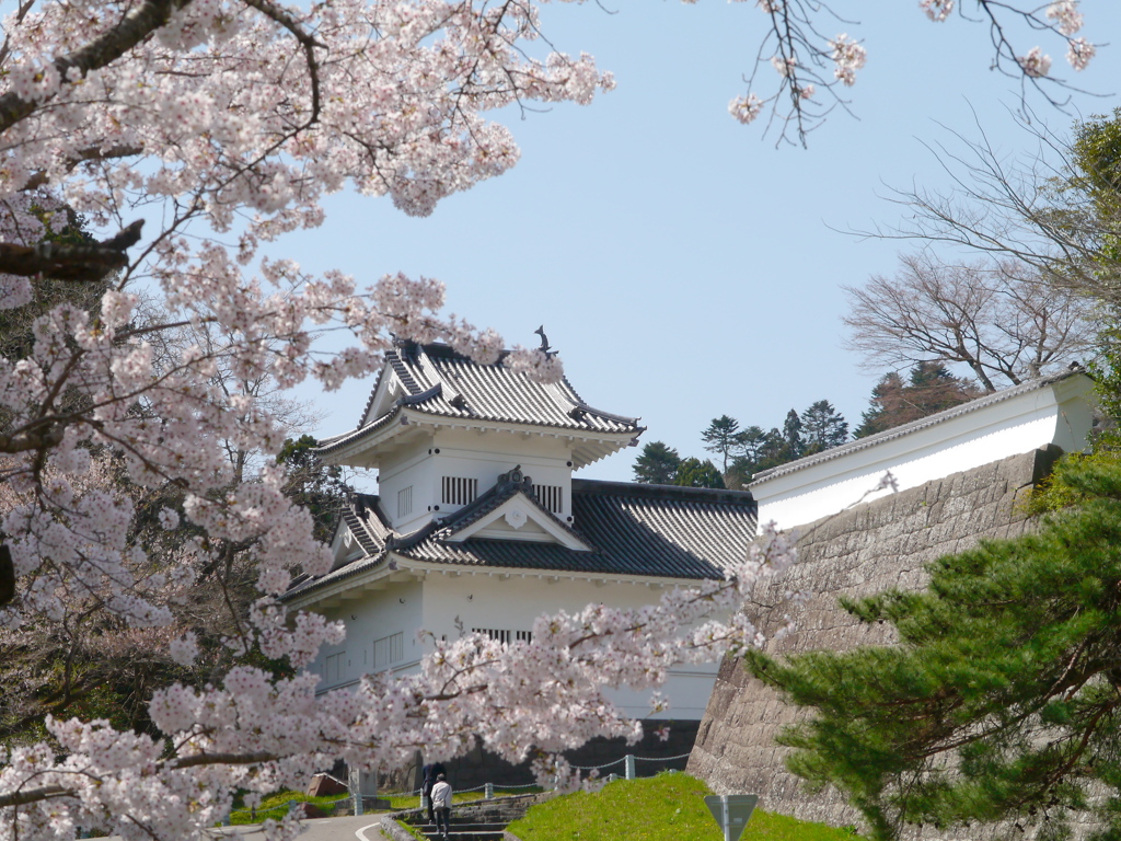 仙台城址の桜