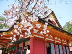 鹽竈神社の鹽竈桜2024Ⅱ