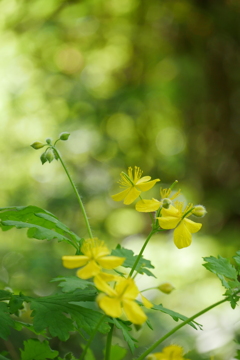 徳仙丈山の黄色い花