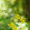 徳仙丈山の黄色い花