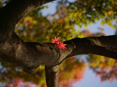 公園のモミジⅤ