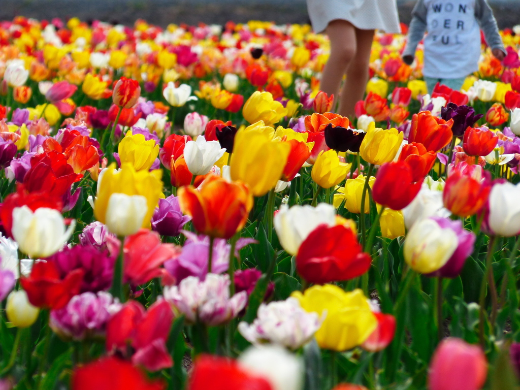 どの花見ても…