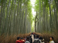 初めての竹林