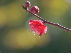 公園の紅梅Ⅲ