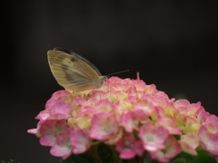 資福寺の紫陽花2015Ⅷ