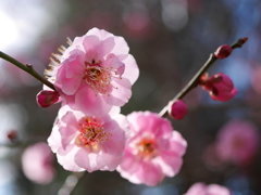 河原の紅梅Ⅱ