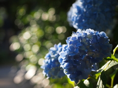 資福寺の紫陽花2015Ⅴ