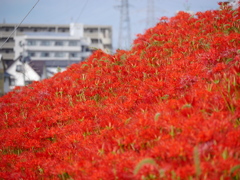 河原の彼岸花Ⅱ