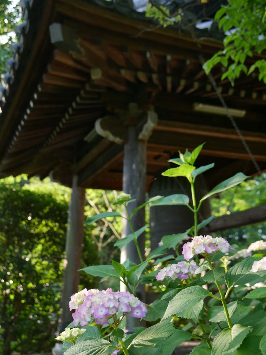 資福寺の紫陽花2022Ⅲ
