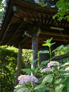 資福寺の紫陽花2022Ⅲ