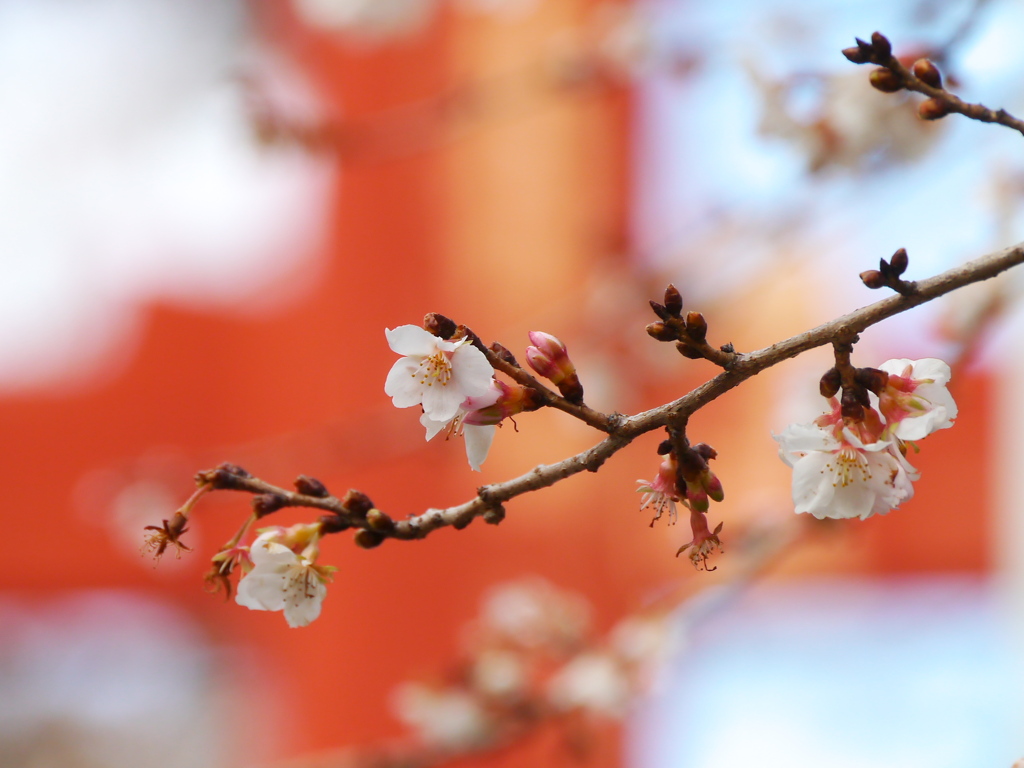 鹽竈神社の四季桜2024