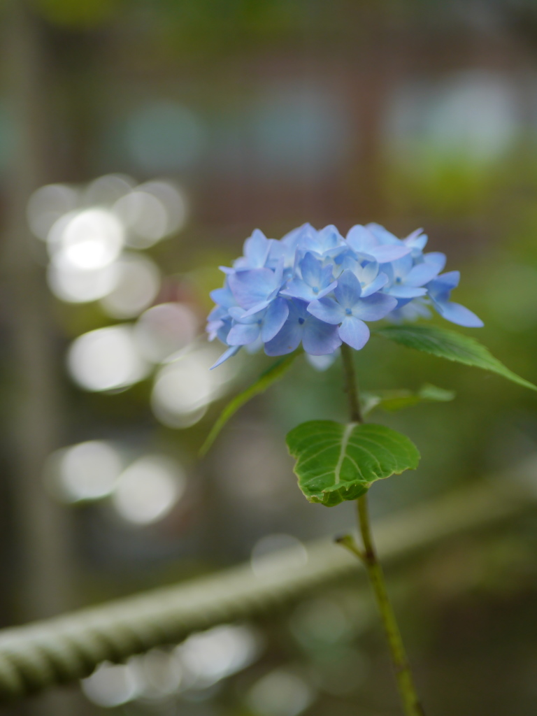 資福寺の紫陽花2018Ⅻ