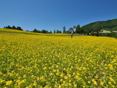 やくらいガーデンの菜の花畑Ⅳ