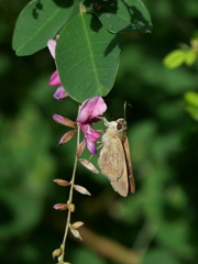 野草園のセセリ