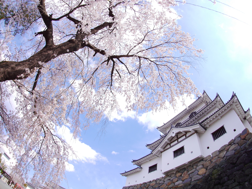 白石城の桜Ⅷ