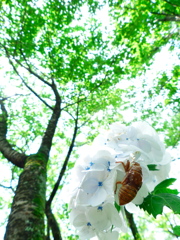 梅雨明け