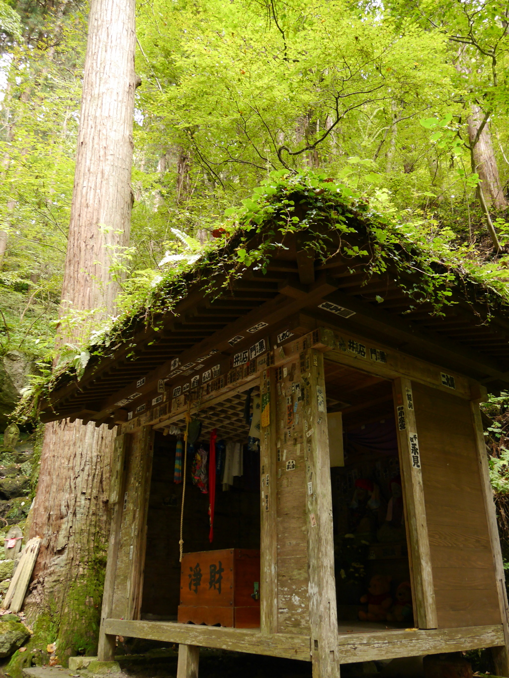 秋の山寺2020Ⅵ