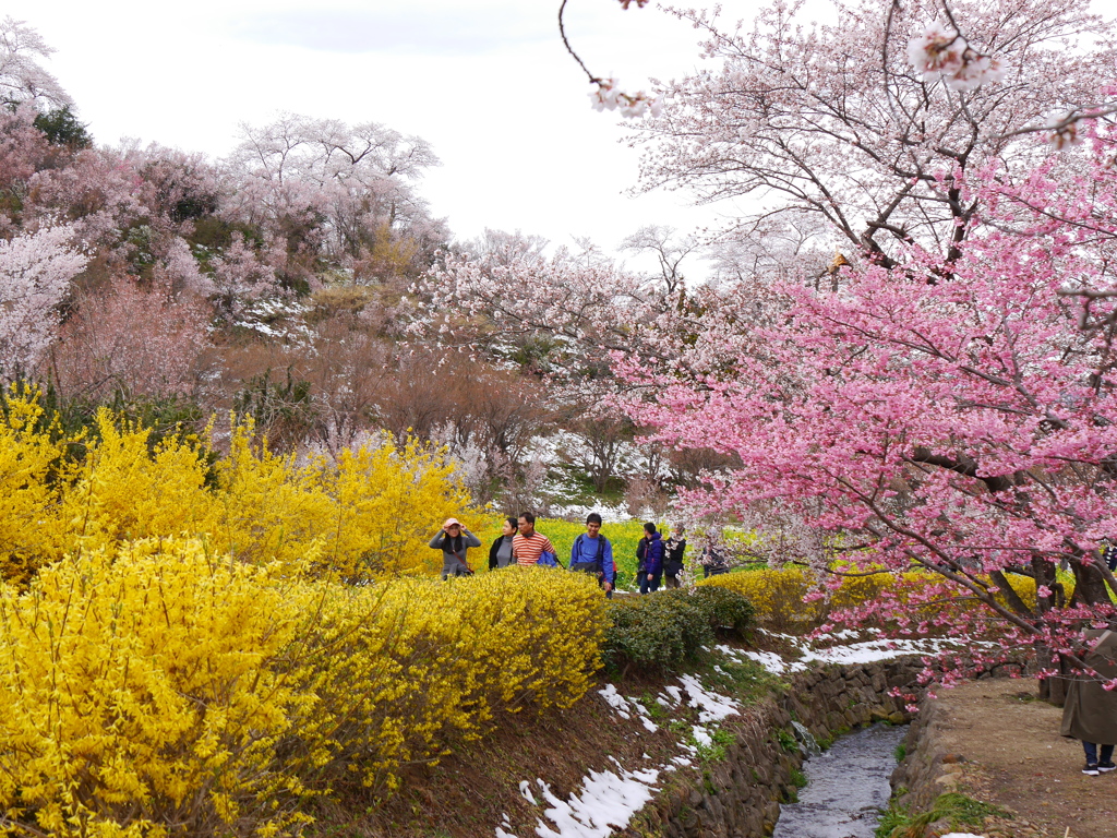 花見山公園2019Ⅱ