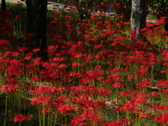 船岡城址公園の彼岸花