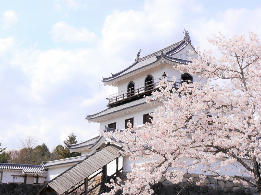 白石城の桜Ⅱ