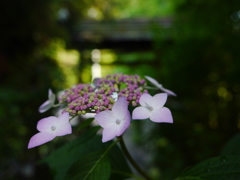 資福寺の紫陽花2015Ⅶ