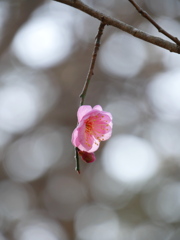 河原の紅梅2022Ⅳ