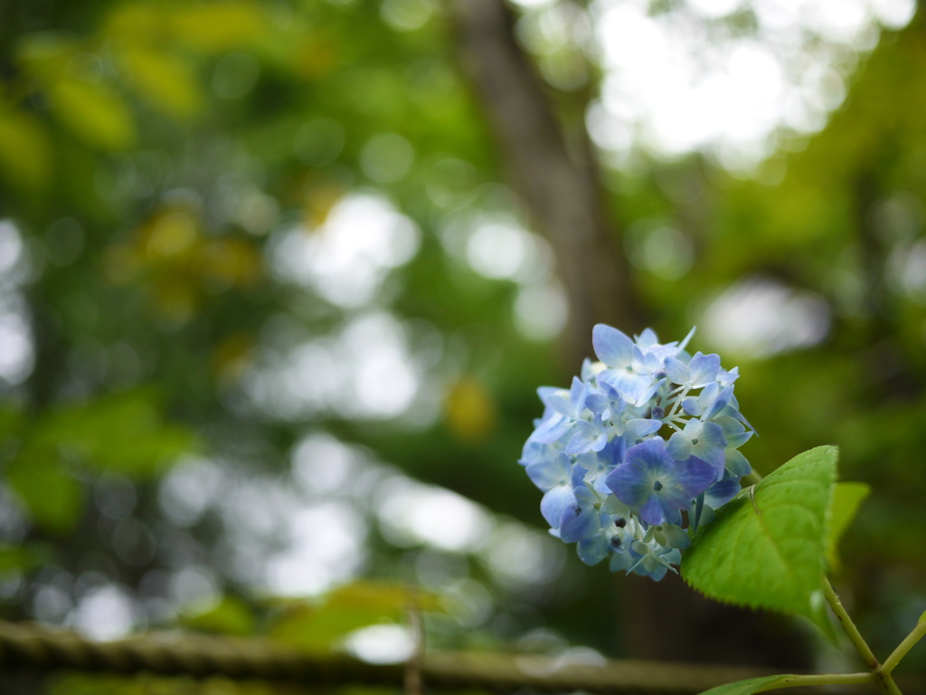 資福寺の紫陽花2019Ⅶ