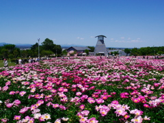 色麻町の芍薬