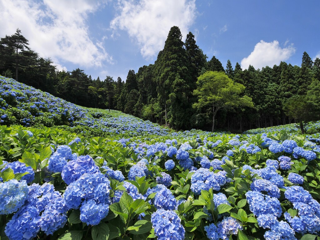 赤坂公衆園の紫陽花Ⅲ