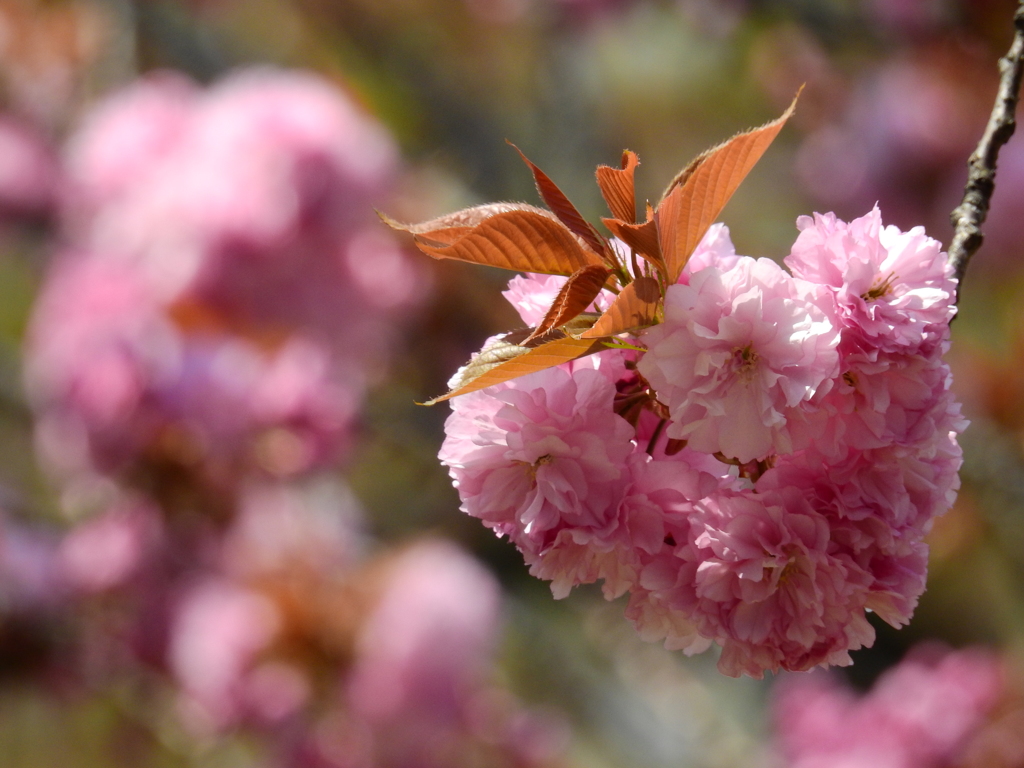 職場の八重桜Ⅱ