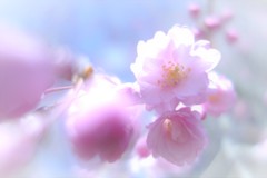 職場の枝垂桜2019