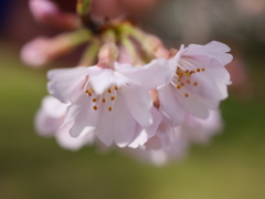 職場の桜Ⅲ