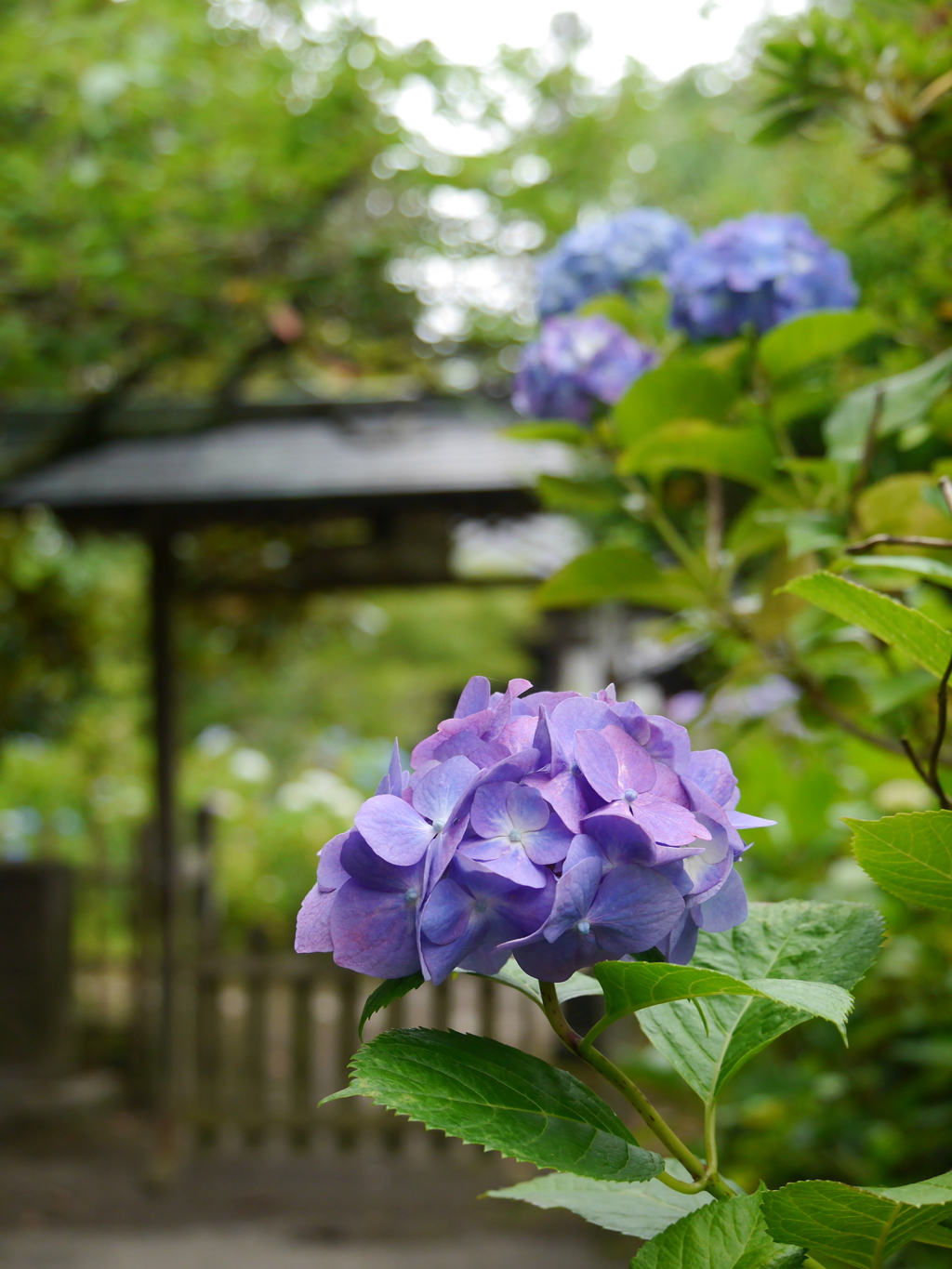 資福寺の紫陽花2021Ⅶ