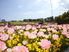 農業園芸センターのチューリップⅧ